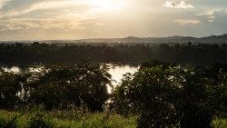 Amazon forest